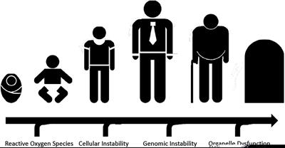 Defective Autophagy and Mitophagy in Aging and Alzheimer’s Disease